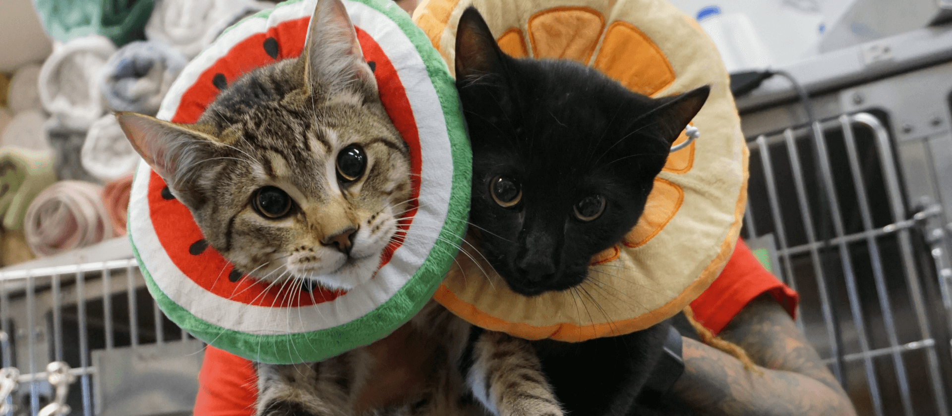 Two kittens in cones