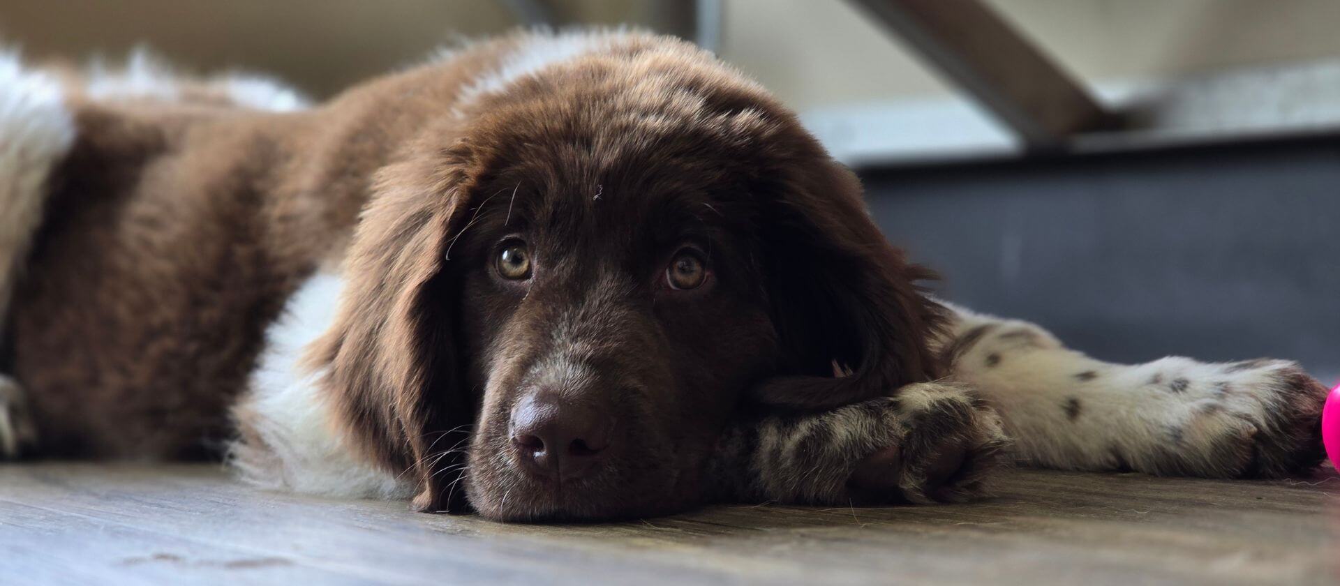 new client pet clinic in snoqualmie, wa