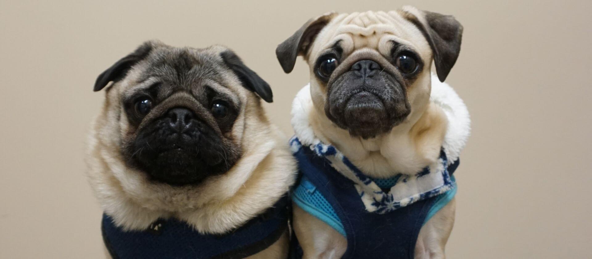 pet clinic in Snoqualmie, WA