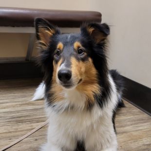 A black, brown, and white collie sits on the floor of the veterinary practice.