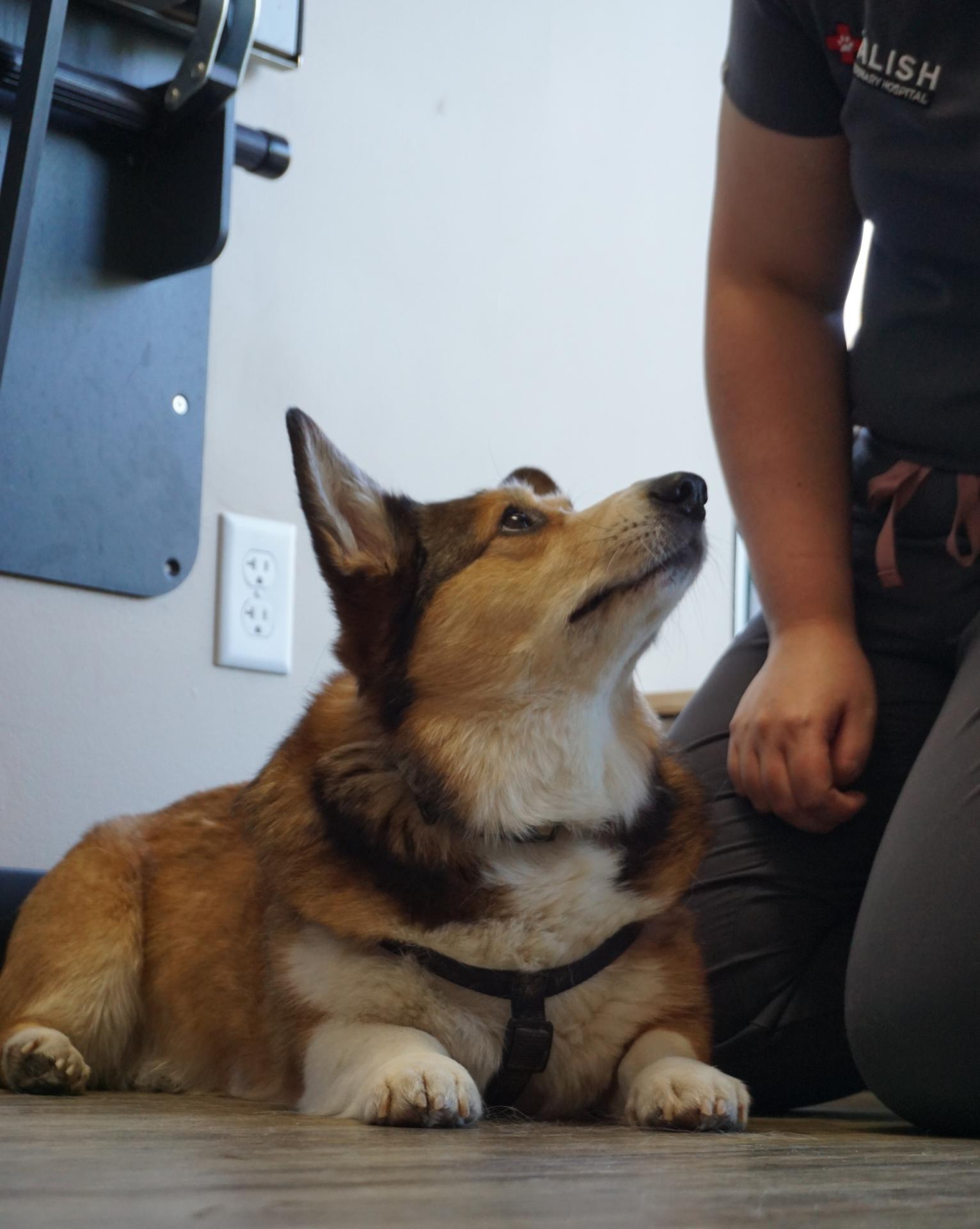 Corgi