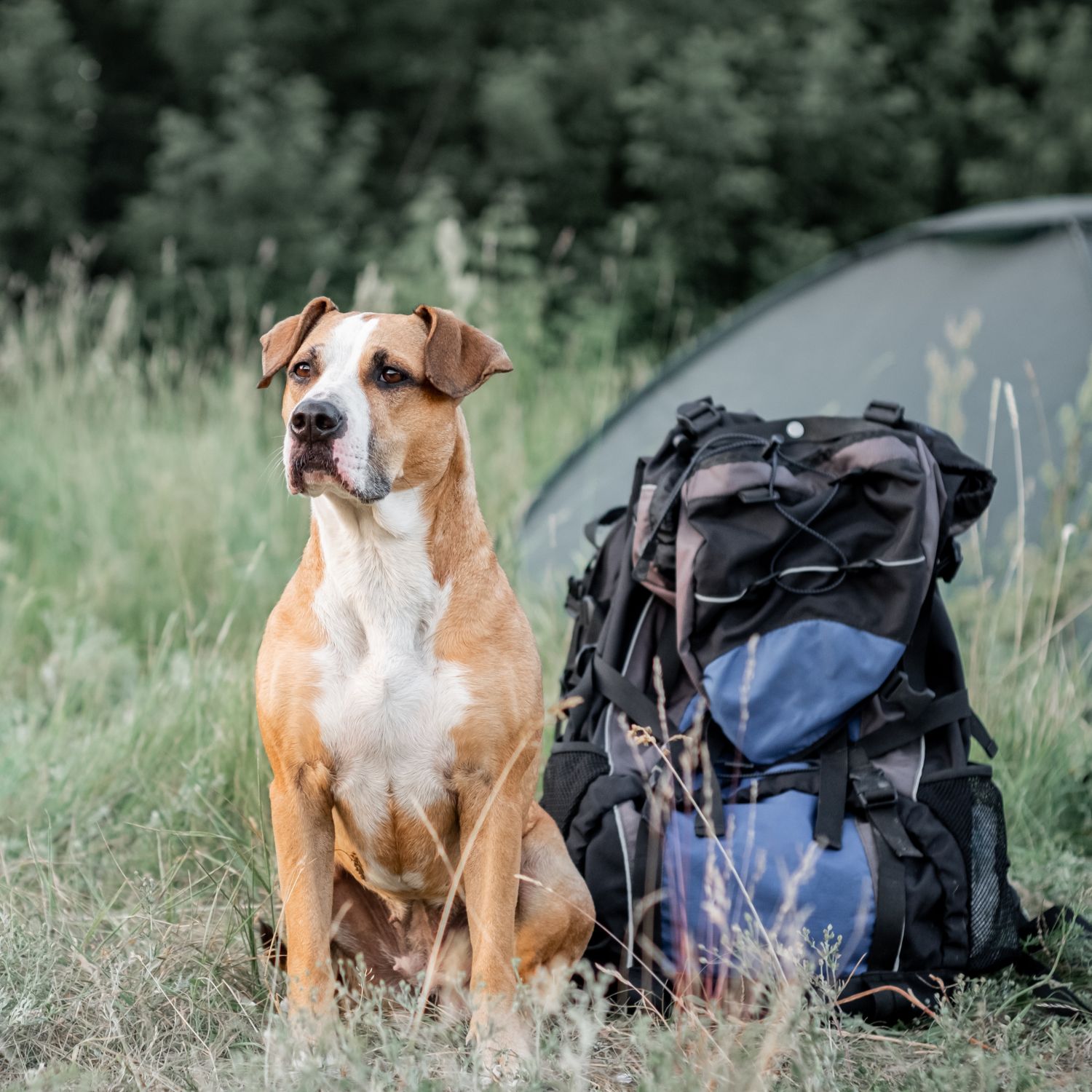 Dog Hike Rattlesnake Vaccine