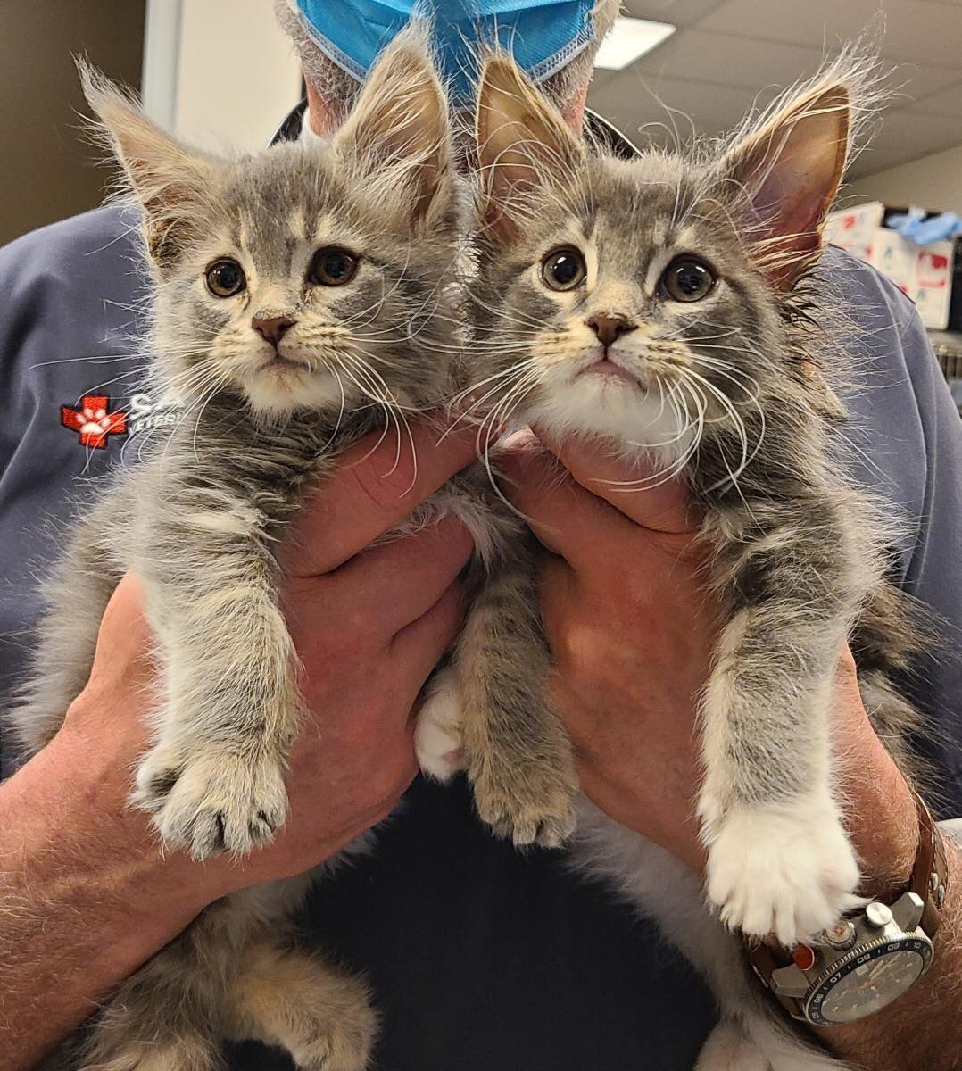 Kittens