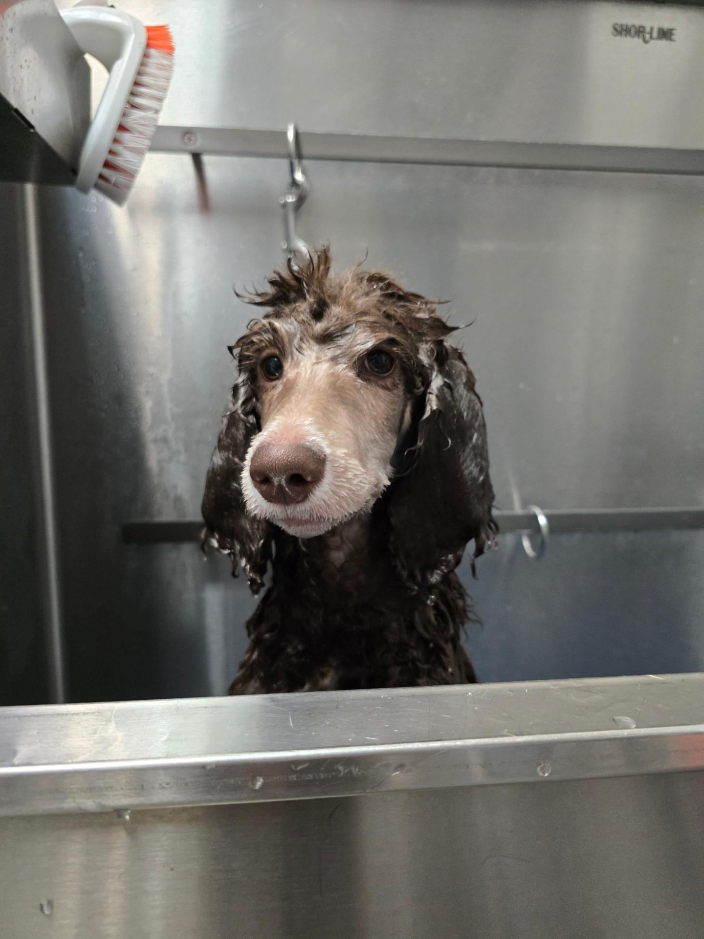Poodle