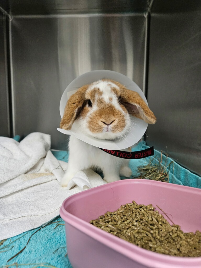 Rabbit