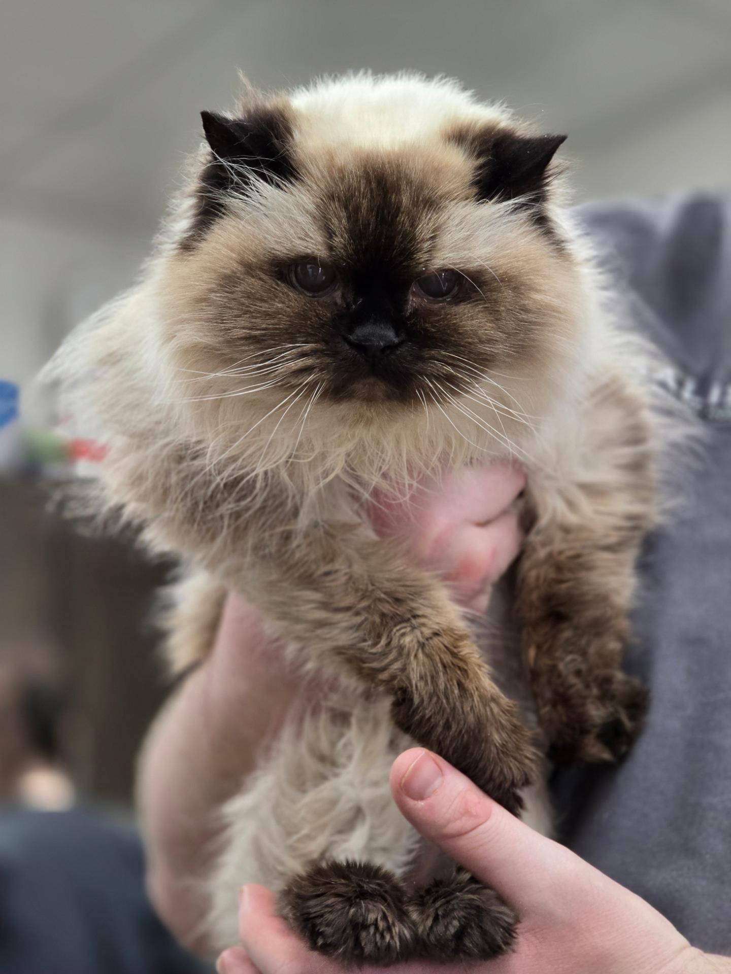 Siamese