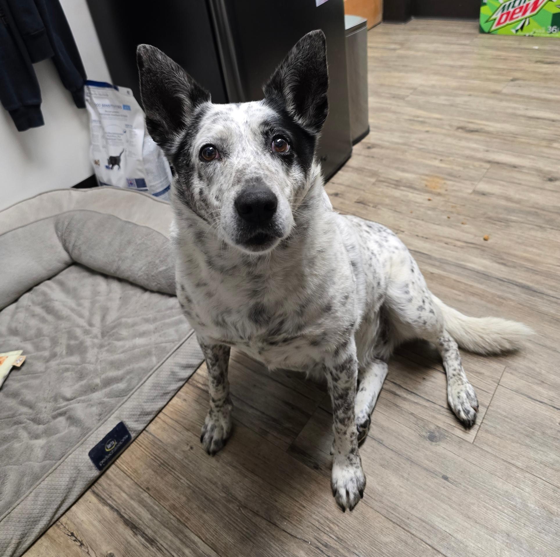 Heeler