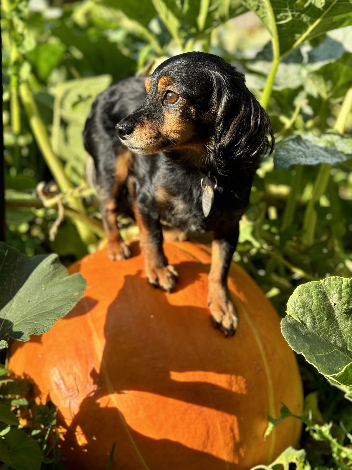 Dog