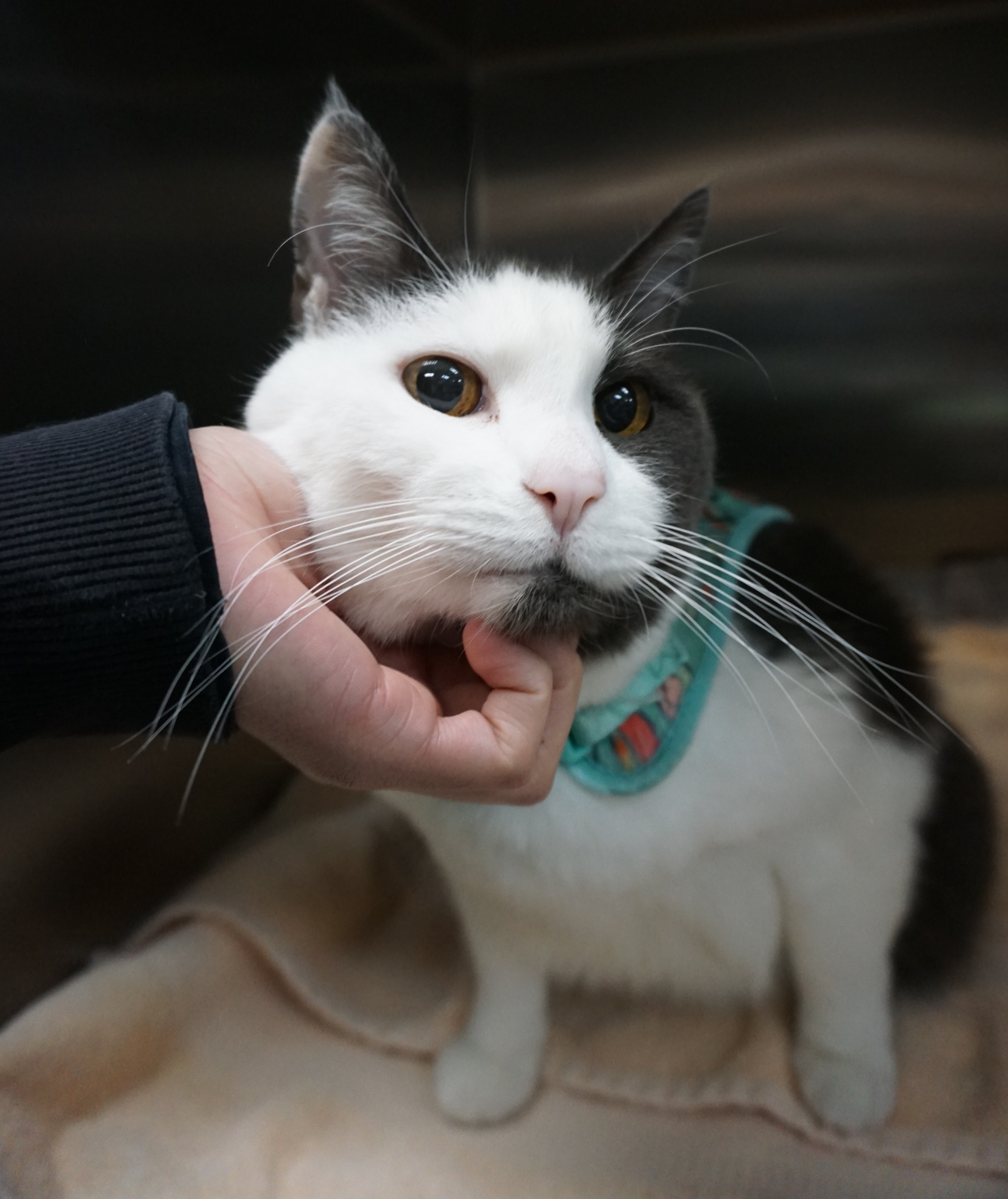 White/Grey Cat