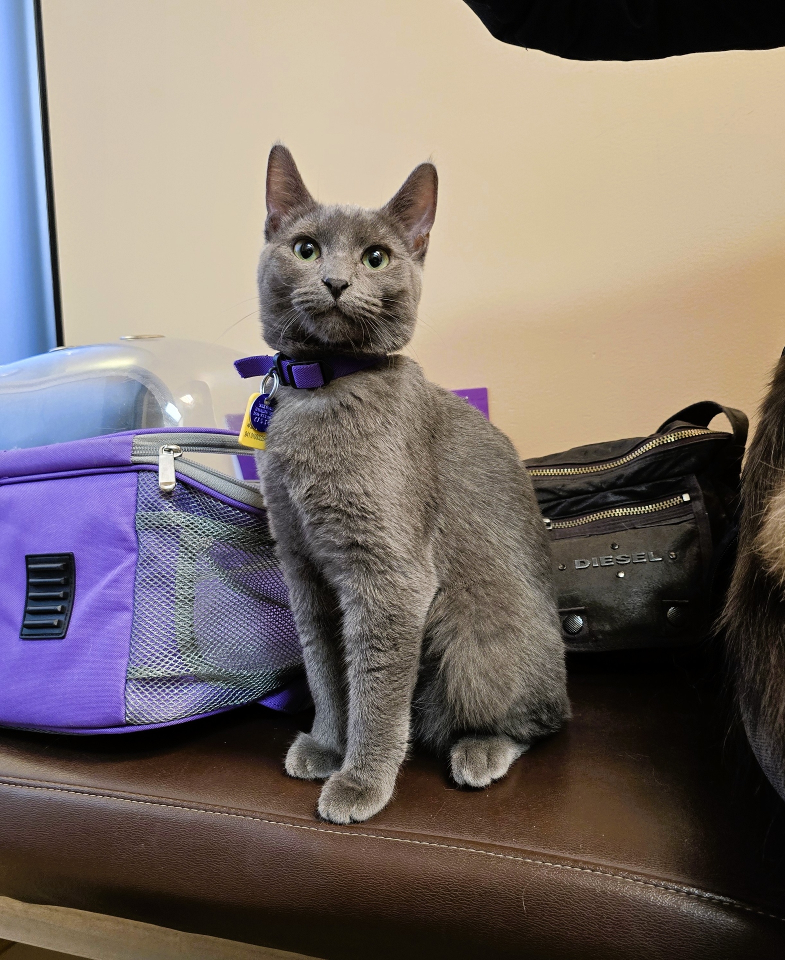 Grey Kitten