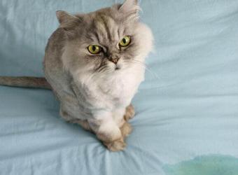 Cat Peeing Everywhere? Here's What You Need to Know